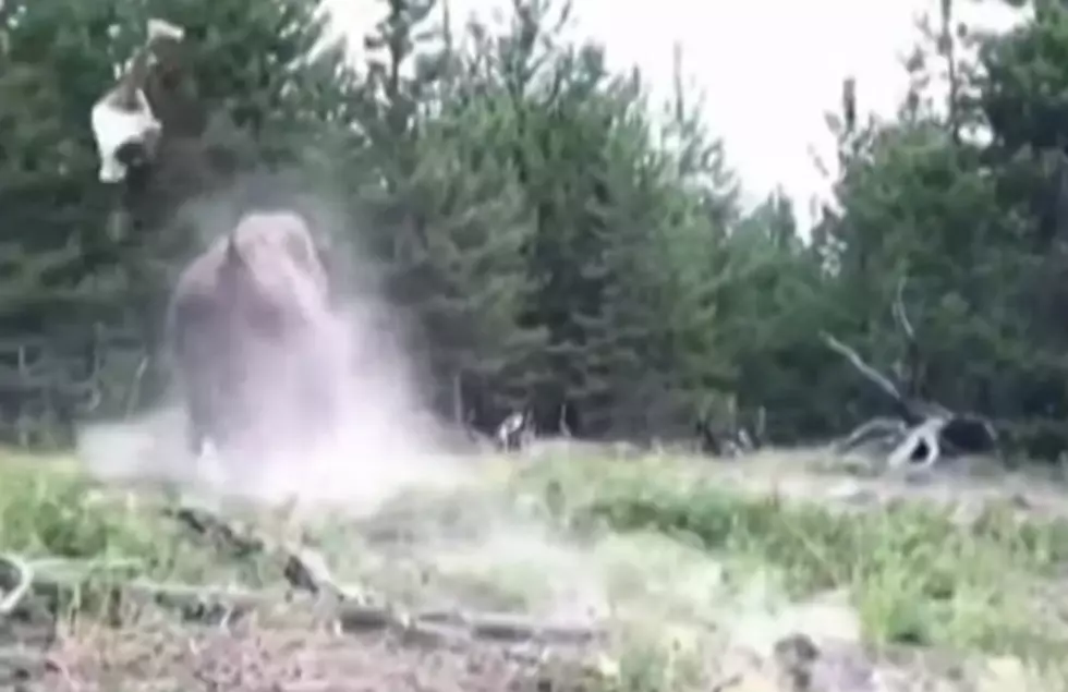 Girl Gets Flipped By Bison [VIDEO]