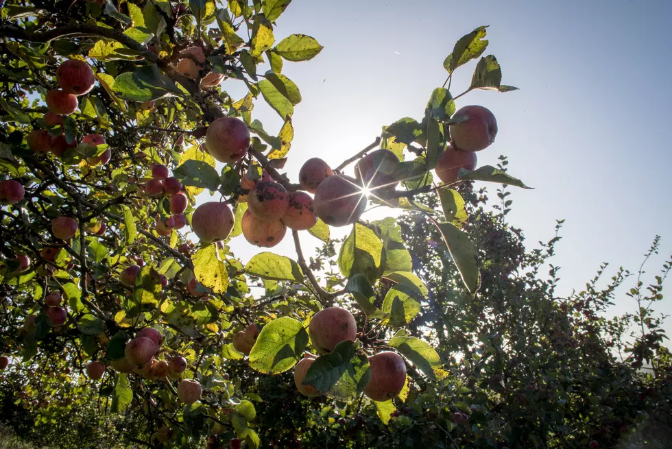 Jerk Thieves Steal 7,000 Pounds of Apples from Spicer Orchards