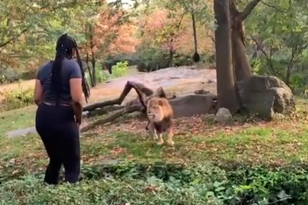 Woman Climbs Into Lion Exhibit at Zoo [VIDEO]