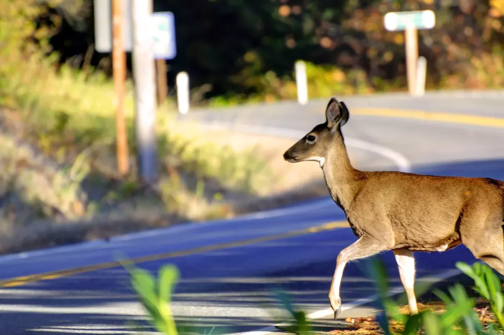 Oh Deer – Be Careful Driving During Deer Season