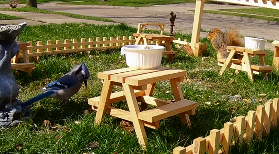 Michigan Man Builds ‘Nuthouse’ Restaurant For Squirrels [VIDEO]