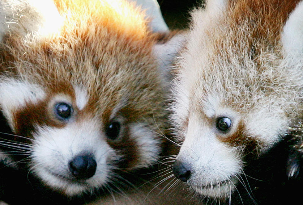Red Panda Triplets Born at Michigan Zoo