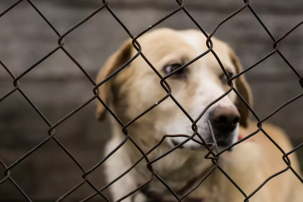 Police Rescue 134 Neglected Dogs From Michigan Puppy Mill