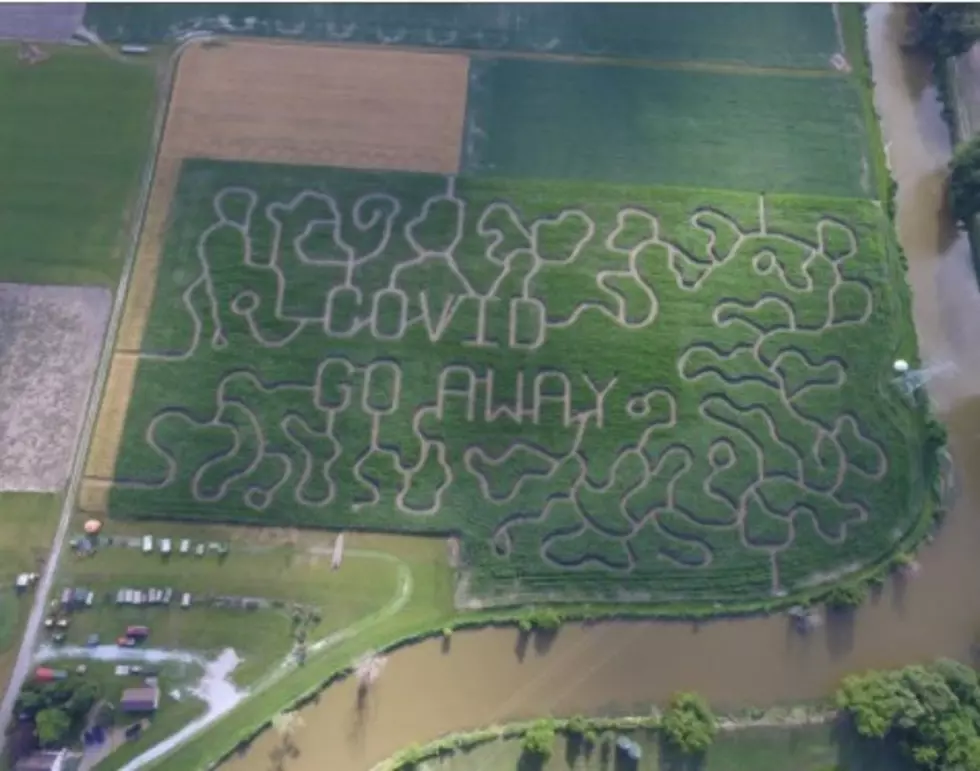 Johnson’s Giant Pumpkins Spells It Out In Corn Maze  – ‘COVID Go Away’