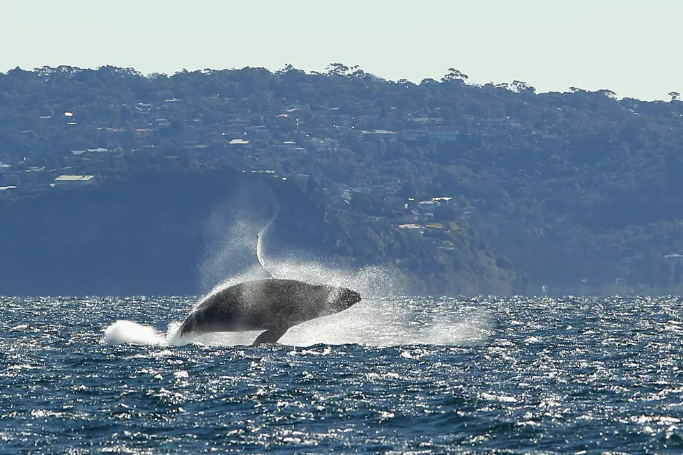 Whale Almost Swallows Kayakers [VIDEO]