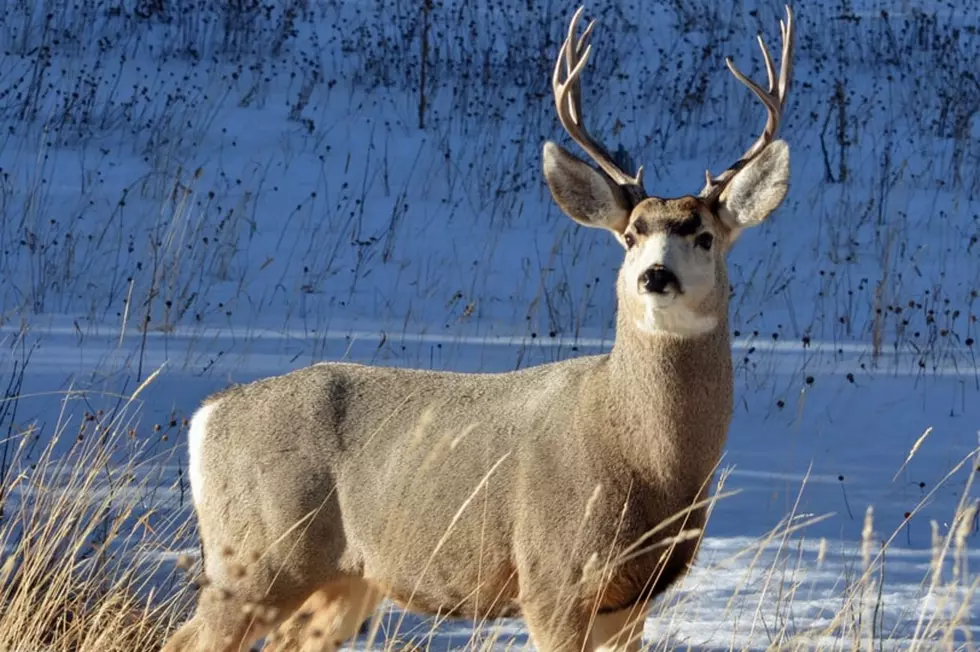 Michigan DNR Approves 2021 Deer Hunting Regulation Changes