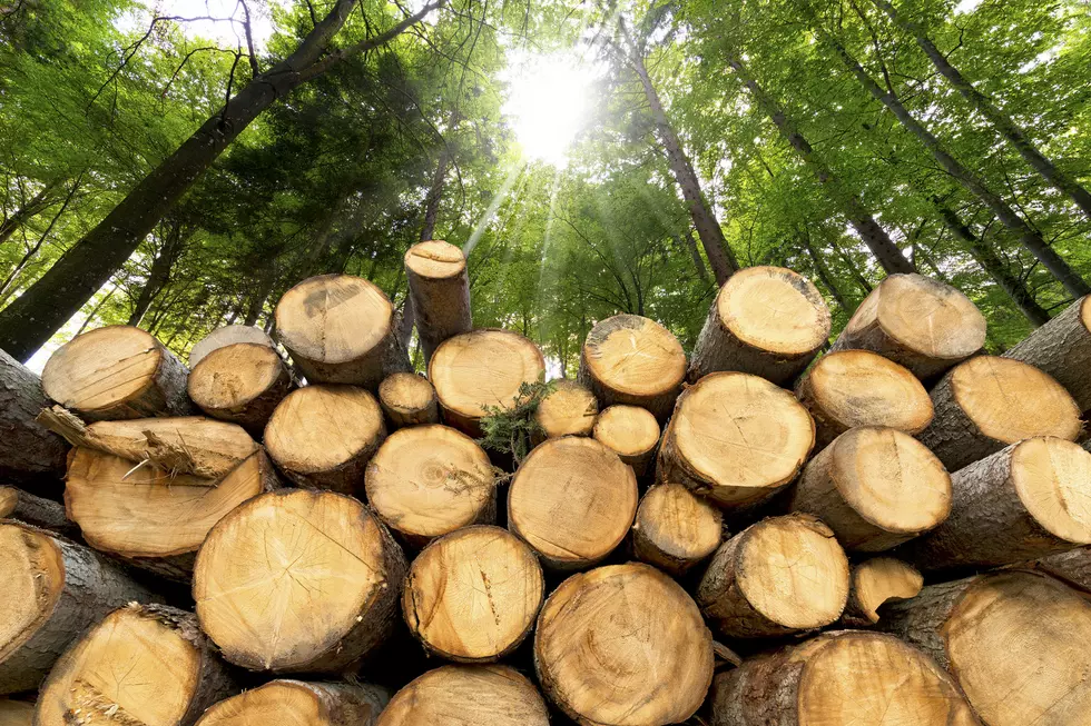 State Forest Fuelwood Permits Now Available for Free
