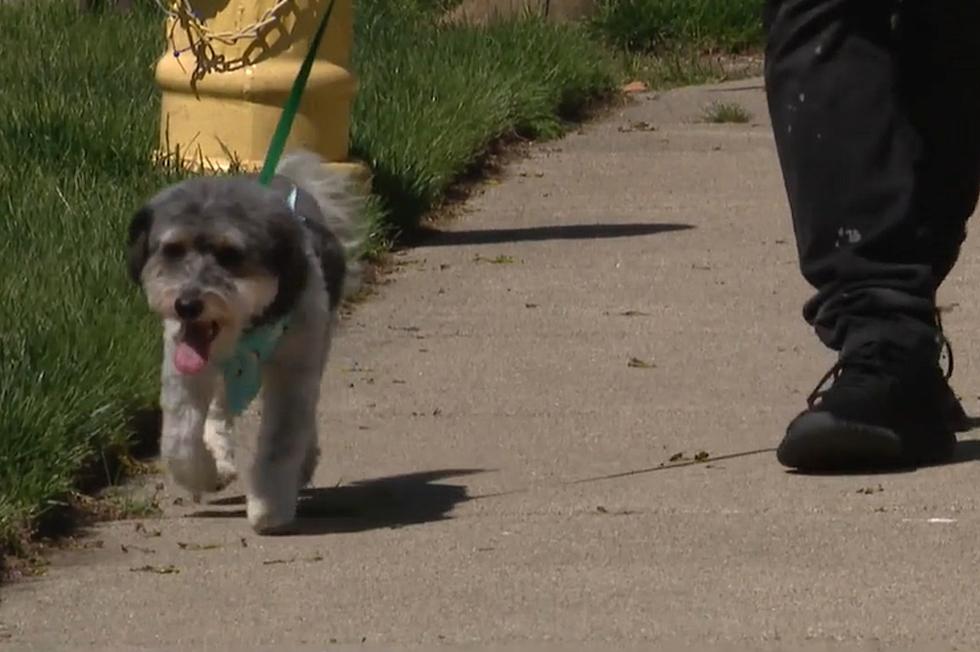 Michigan Family Reunited With Lost Dog After 4 Years