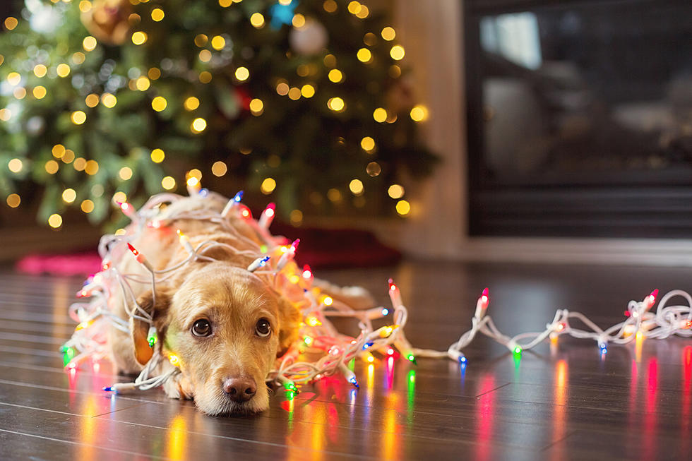 Human Holiday Foods That Are Not Good For Your Dog