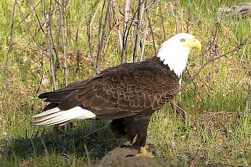 MI Man Films Amazing Up-Close Video of Bald Eagle on the Side of the Road