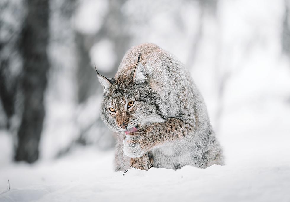 Michigan Looking to Expand Bobcat Hunting to Parts of Lower Peninsula