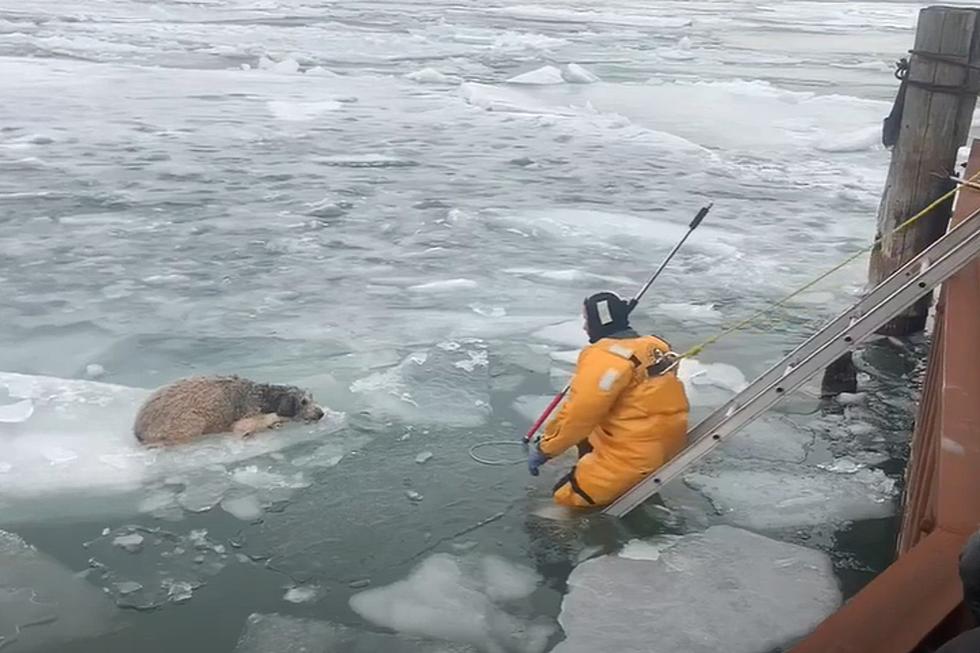 Watch Police Rescue Dog From Floating Ice in the Detroit River