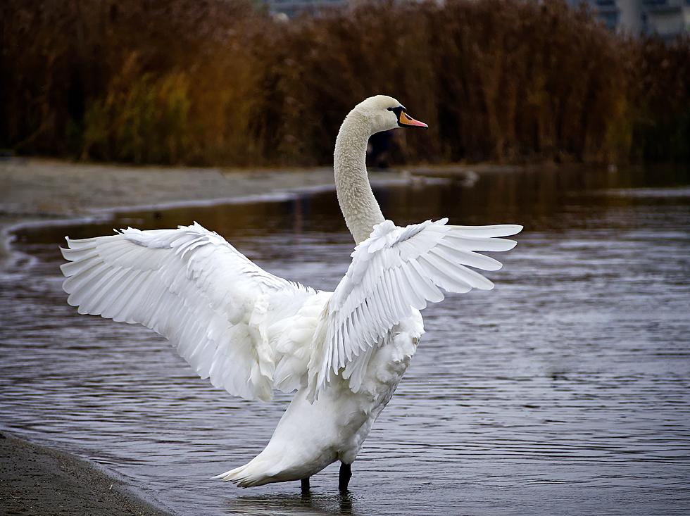 Swans Flying Into Power Lines Causes Power Outages in Oakland County