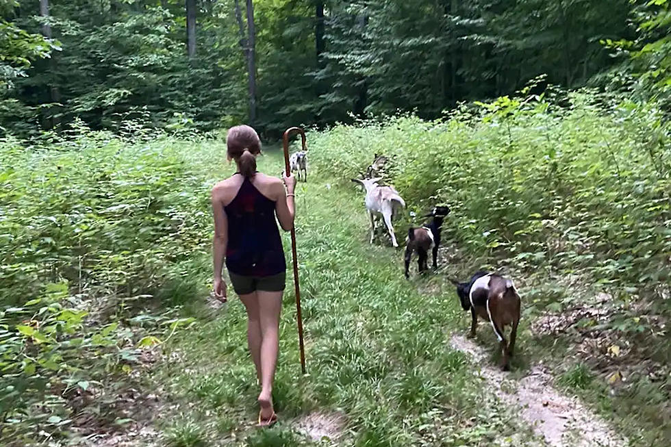 People Pay to Walk With Goats on This Northern Michigan Adventure