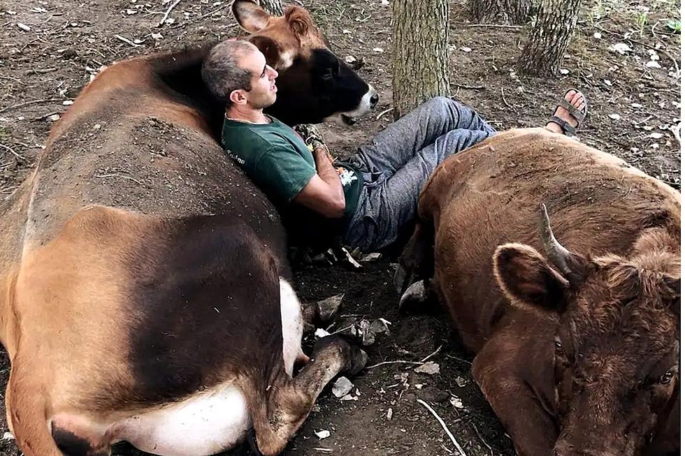 People Pay to Cuddle With Cows on This Michigan Farm…and They Love It