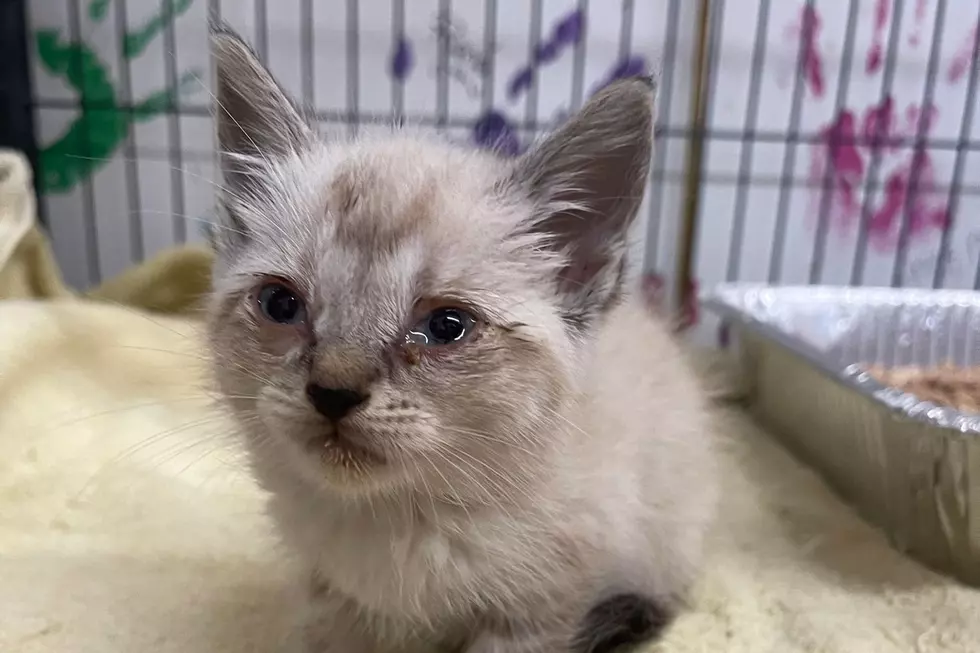 Why Are People Tossing Kittens Out of Their Cars in Kalamazoo County?