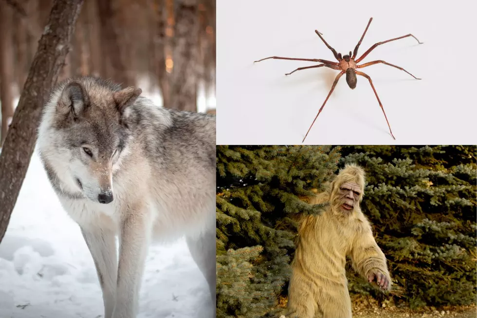 Eight Dangerous and Deadly Creatures That Can Hurt You in Michigan