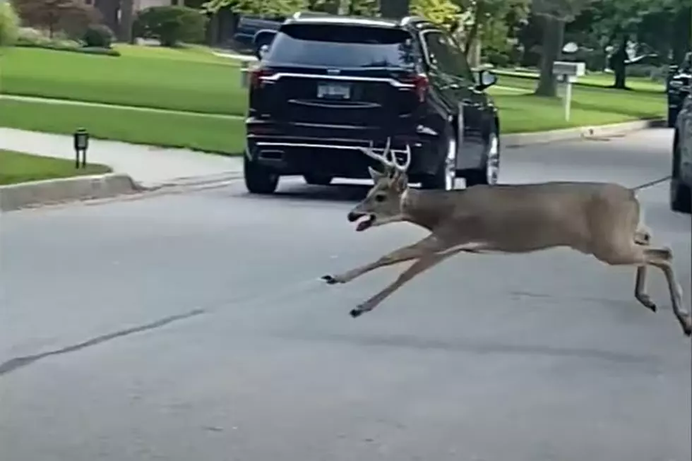 Deer Jumps Through Window of Saginaw Township House While Family is Home