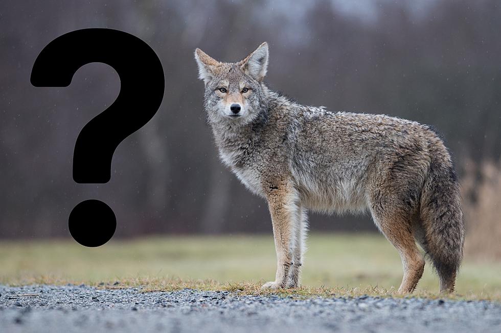 Is It Illegal to Shoot a Coyote on Your Property in Michigan?