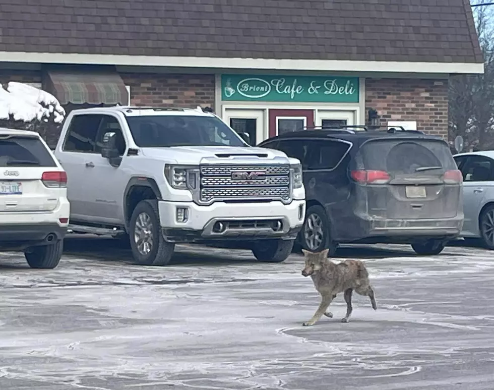 Coyote Takes Leisurely Stroll In Michigan – Check Out The Pics