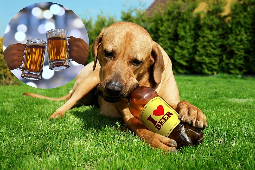 Get Ready Detroit - New Dog Park with Beer Service is Coming Soon