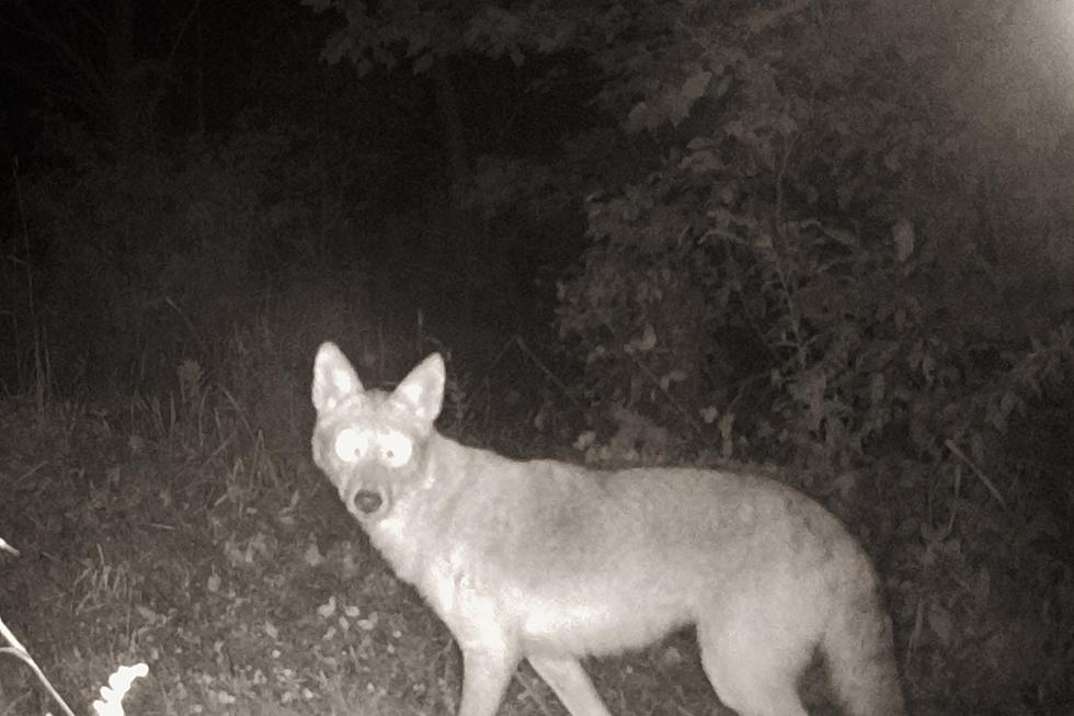 Extremely Loud Coyotes Wake Up Grand Blanc Residents at Night
