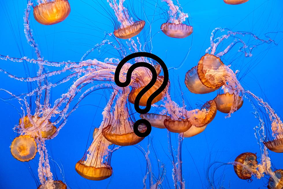 Say What? There Are Jellyfish in Michigan’s Great Lakes?