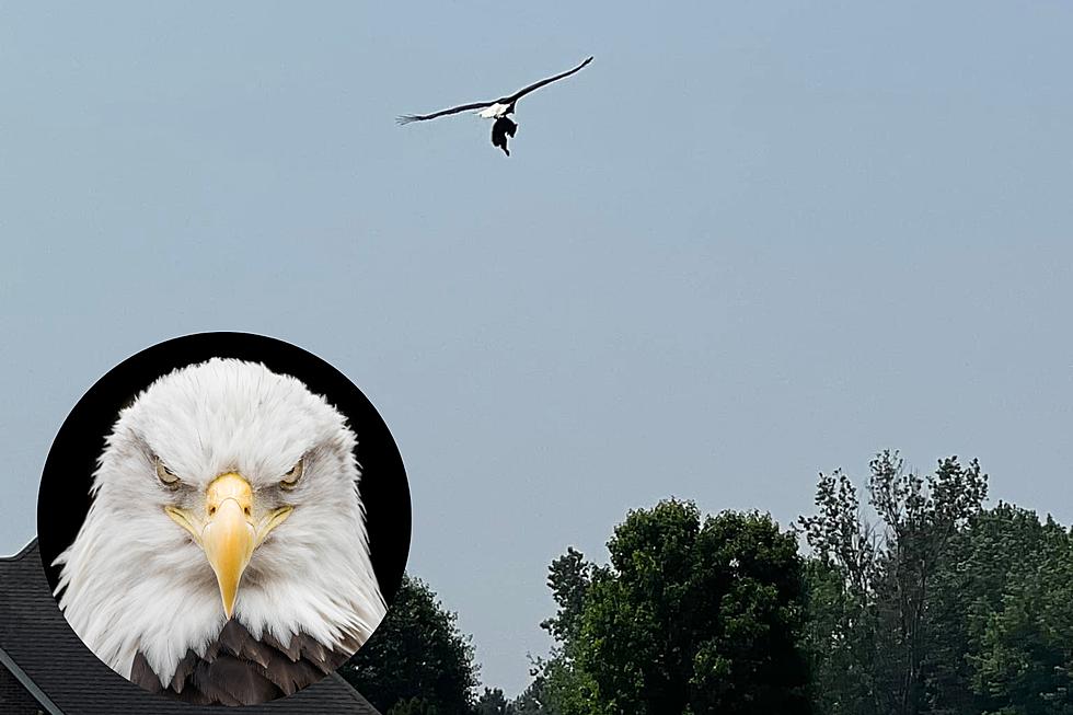 Flushing Man Captures Moment Bald Eagle Snatches Up Raccoon