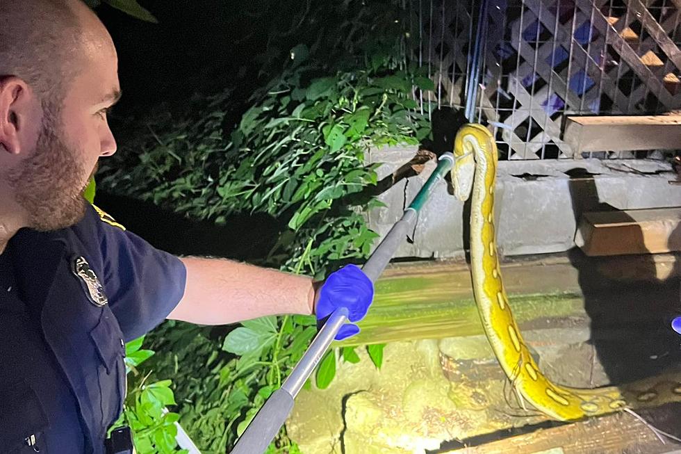 Waterford Police Come Face to Face With Giant 10-Foot Python