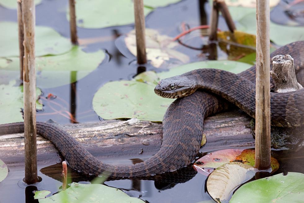 Michigan's Most Snake-Infested Lake Revealed