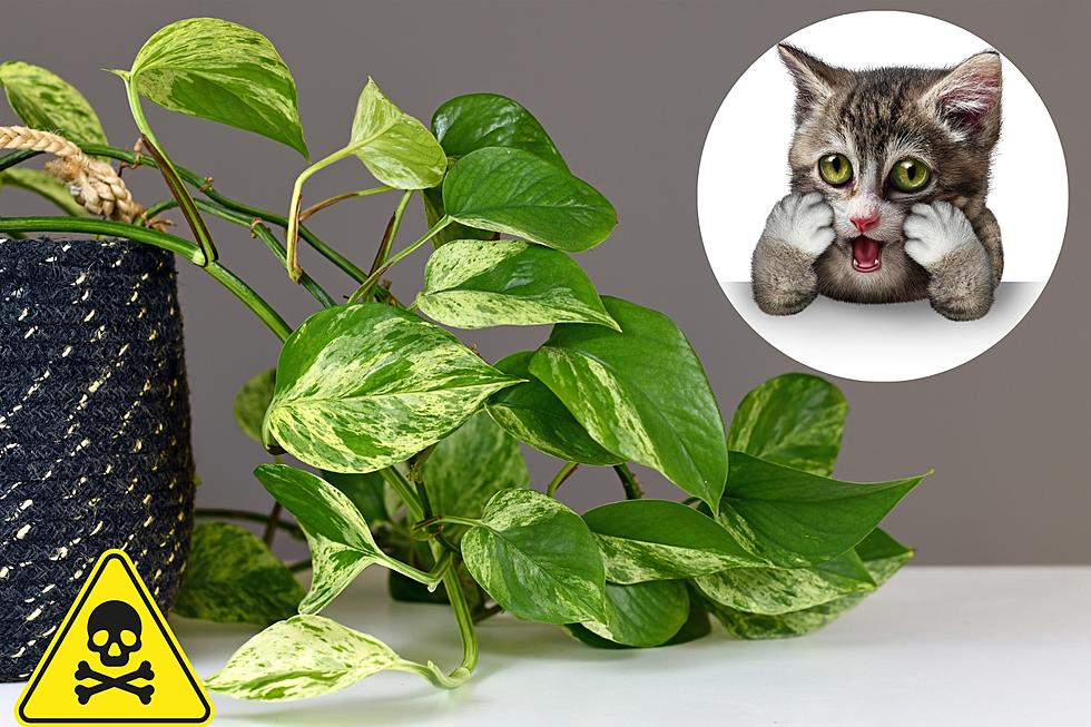 Beware – 9 Michigan Houseplants That Are Toxic to Cats