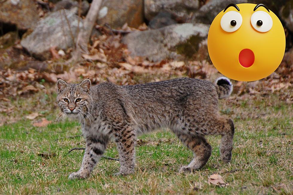 For Real? Rare Bobcat Sighting in Grand Blanc