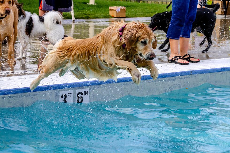 Take Your Dog for a Dip at This Popular MI Wave Pool This Weekend