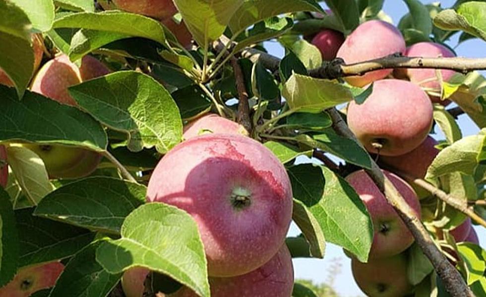 Fenton Orchard Named One Of Best Orchards In America