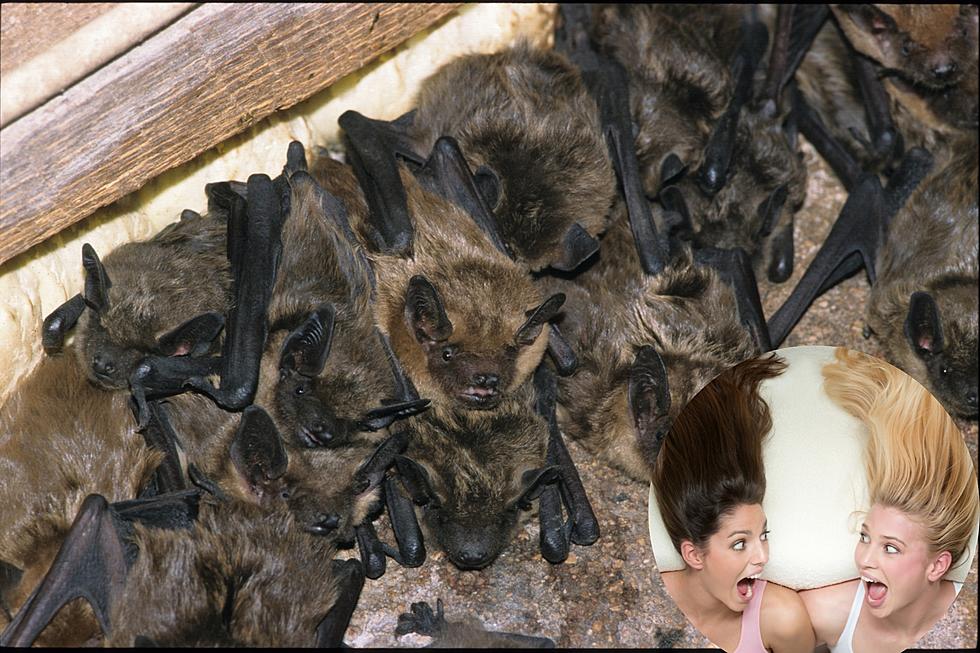 Women Attacked By Colony of Michigan Brown Bats During Airbnb Stay