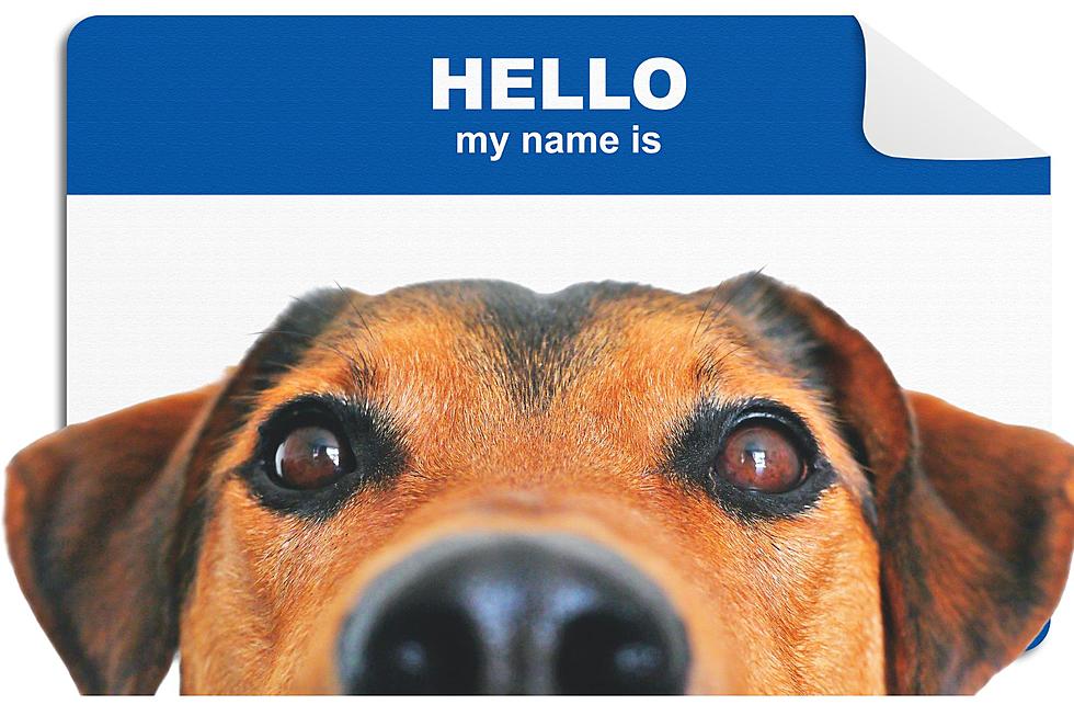 Name That Mutt - Check Out the Top 50 Dog Names in MI in 2023