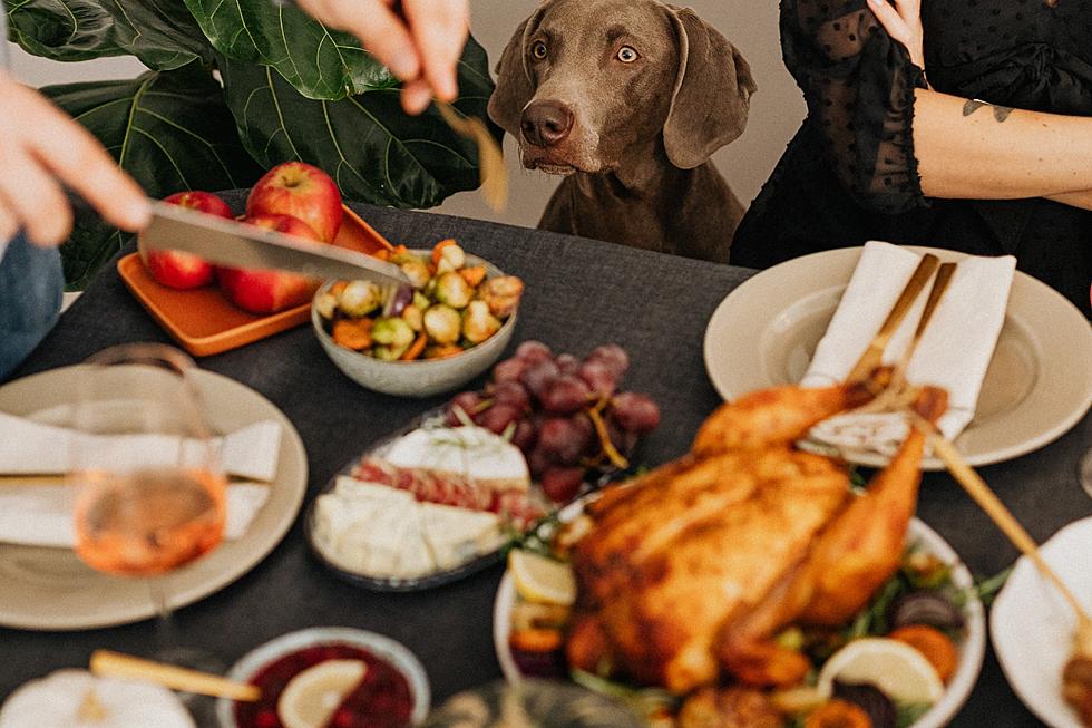 Beware, Michigan! 14 Foods That Dogs Can't Eat on Thanksgiving