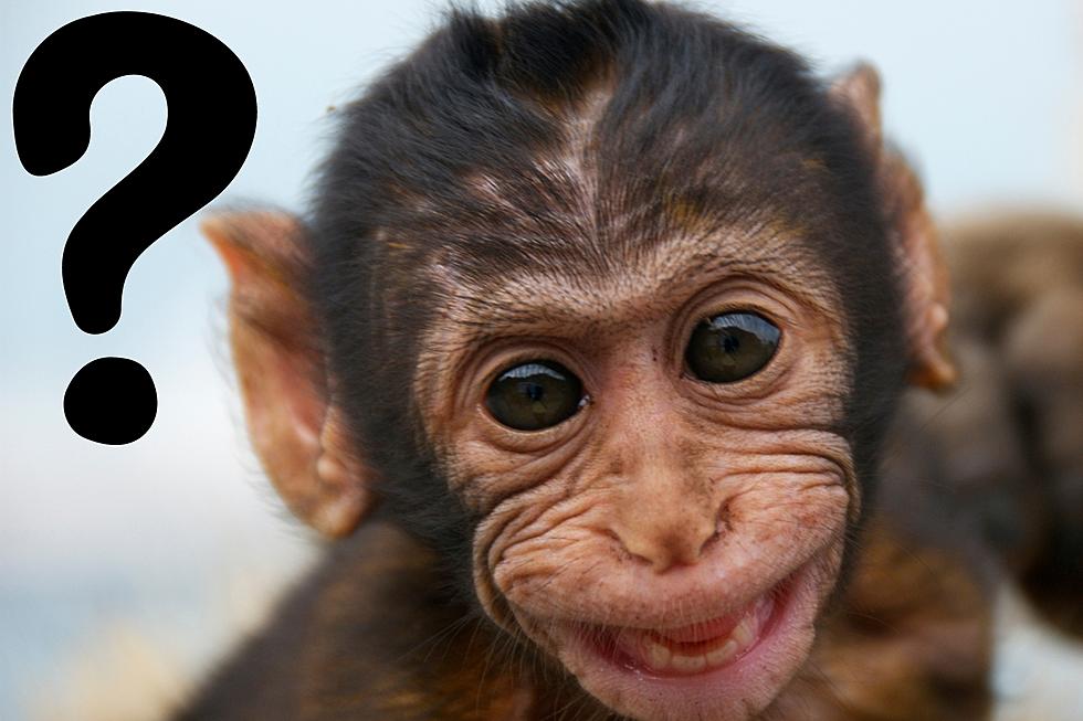 Can You Legally Own a Monkey in Michigan?