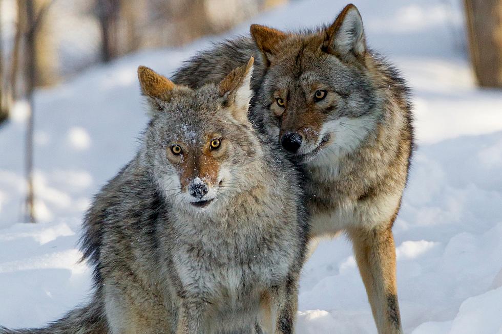 It's Coyote Mating Season in Michigan - What You Need to Know