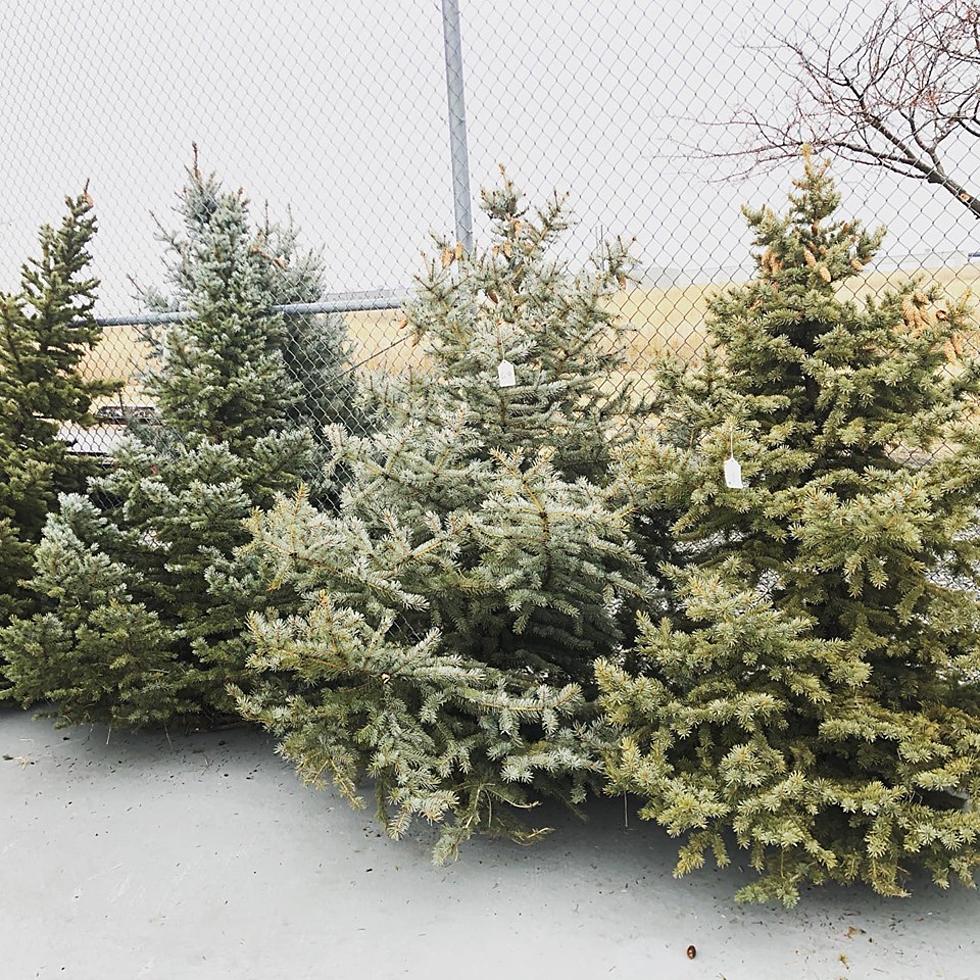 LaSalle High School Selling Christmas Trees Until They’re Gone