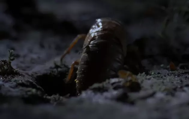 Will Washington State Get Big, Stinky, Loud Cicadas This Year?