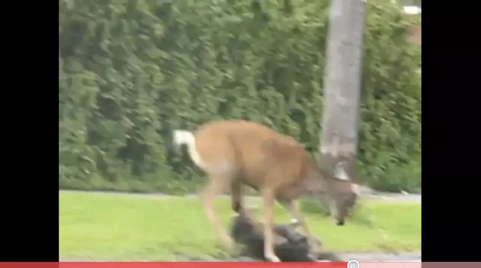 Deer Goes On Rampage! 
