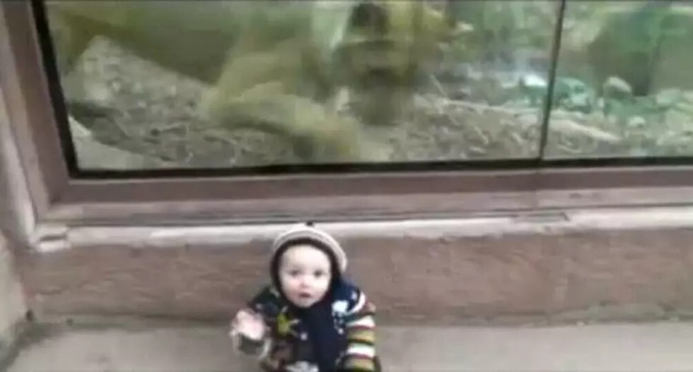 Lion Wants To Eat That Baby [Video]