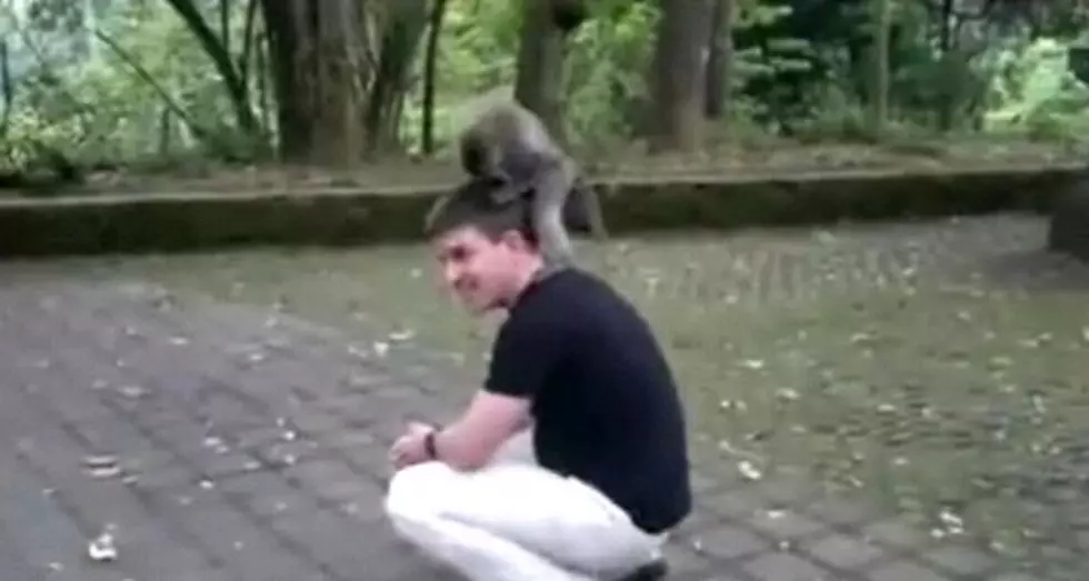 Monkey Humps Mans Head [Video]