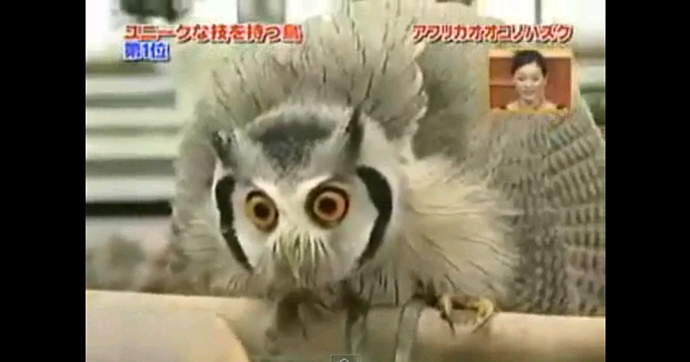 Transformer Owl Takes Many Shapes! [Video]