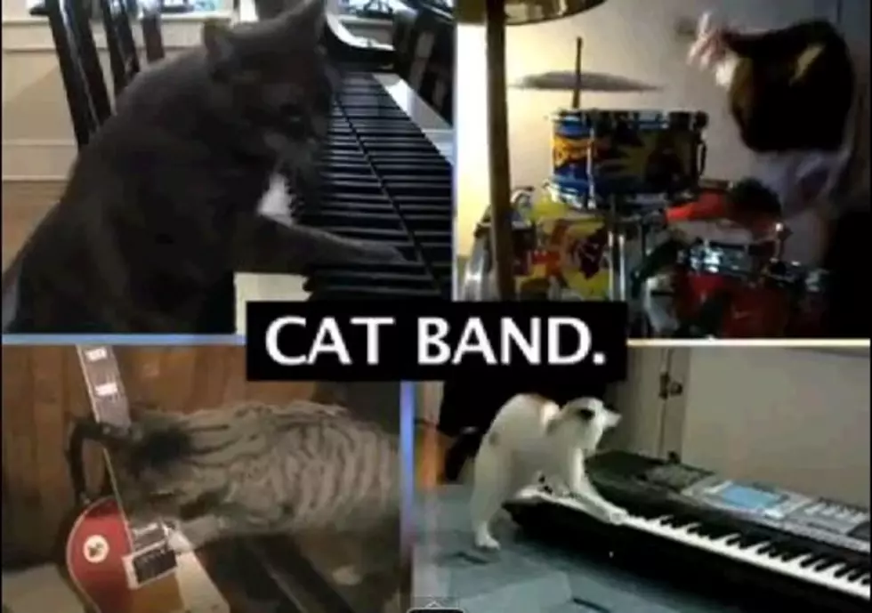 Cat Lover Gets Autotuned [Video]