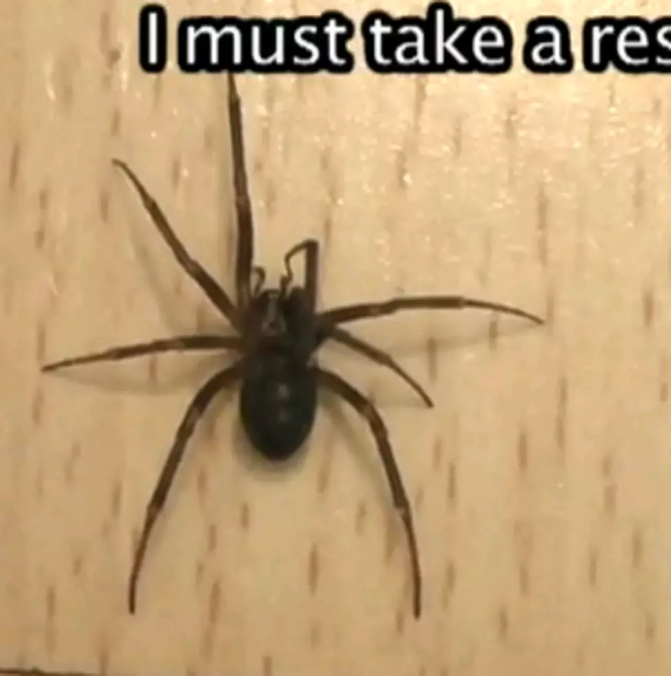 Death Of A Spider [Video]