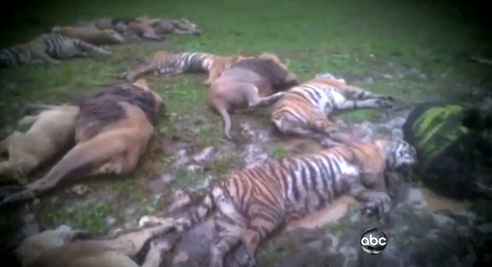 Ohio Man Sets 50 Wild Animals Loose In City And Commits Suicide [Video]