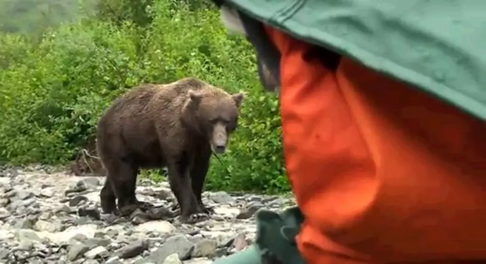 Scary Brown Bear Encounter With Tourists In Alaska