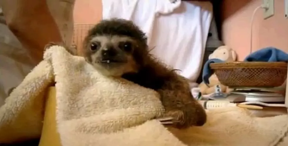 Tiny Baby Sloth Needs To Have A Onesie [Video]